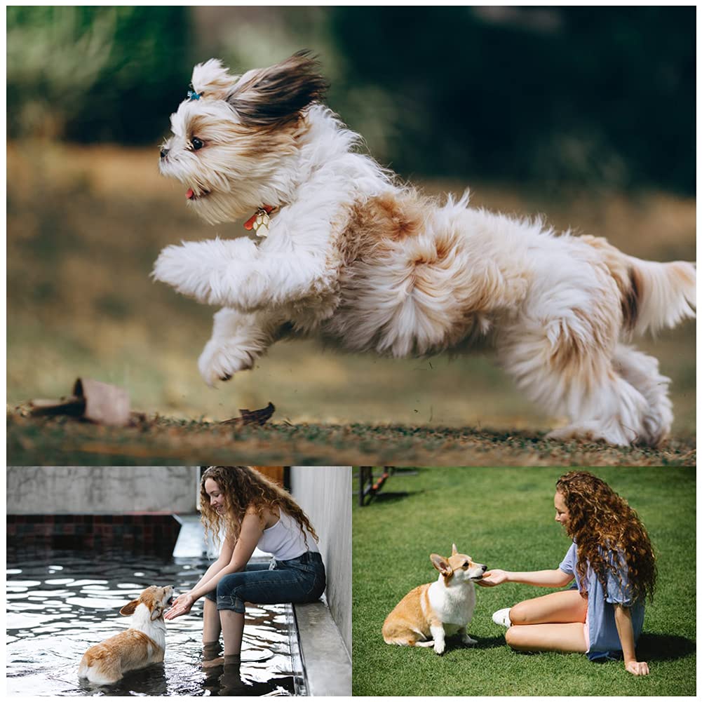 6-Pack Soft Flying Dog Discs for Small & Medium Dogs
